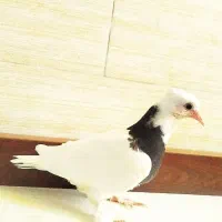 کفتر|پرنده|کرمان, |دیوار