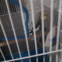 عروس هلندی نر|پرنده|محمدشهر, محمدشهر|دیوار