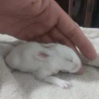 خرگوش اهلی یک ماهه سالم در رنگهای زیبا