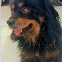 سگ پاکوتاه|سگ|بیرجند, |دیوار