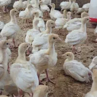 جوجه بوقلمون بیوتی 6 زرین