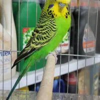 مرغ عشق انگلیسی مولد|پرنده|پاکدشت, حصار امیر|دیوار