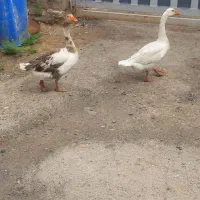 غار