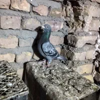 کفتر|پرنده|گناباد, |دیوار