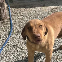 واگذاری سگ نگهبان