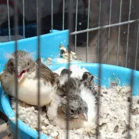جوجه قناری