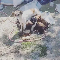 واگذاری سگ پاه کوتاه