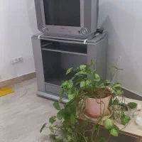 تلویزیون