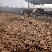 گوساله نر وماده