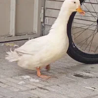 اردک نر بالغ