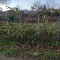 زمین نسقی باغی|فروش زمین و ملک کلنگی|گوراب زرمیخ, |دیوار