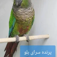 پرنده گرینچیک عروس هلندی راهب ملنگو طوطی