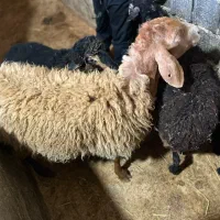 بره با مادر