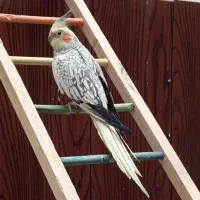 فروش گرینچیک و عروس هلندی|پرنده|همدان, |دیوار