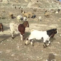 نر پاکستانی