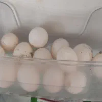 تخم کبوتر تازه