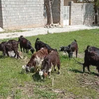 بزغاله ماده