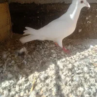 سفید کاکولی|پرنده|مشهد, باغون آباد|دیوار