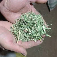 یونجه و کا لوبیا