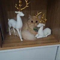 گربه|گربه|ارومیه, |دیوار