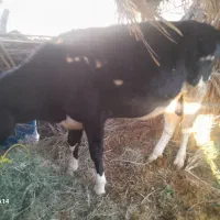 گستر هلشتان وگوساله چرسه|حیوانات مزرعه|فهرج, |دیوار