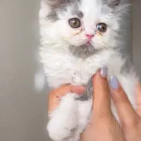 پرشین فلت