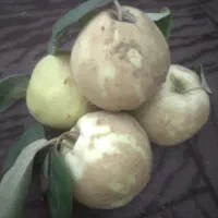 به درجه ۱|خوردنی و آشامیدنی|تربت‌حیدریه, باغ ملی|دیوار