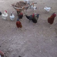 تعداد خروس جوان