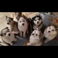 توله هاسکی|سگ|رشت, حومه رشت|دیوار