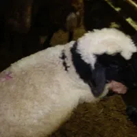 پخش دام زنده گوسفند افشاری مغان