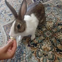 خرگوش خانگی