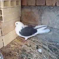 کبوتر شاه پر پرشی|پرنده|سیلوانه, |دیوار