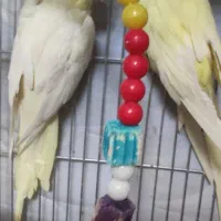 عروس هلندی جفت نر و ماده لوتینو بازیگوش و سرحال