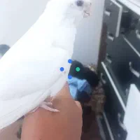 عروس هلندی  ماده