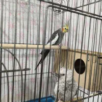 عروس هلندی و مرغ مینا