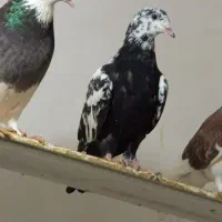 کبوتر|پرنده|شیراز, کوزه گری|دیوار