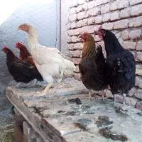 مرغ محلی و مرغ لاری
