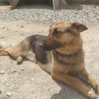 سگ ژرمن شپرد ماده یک سال