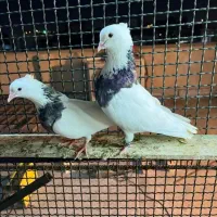 یک جفت طوقی