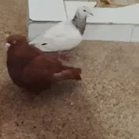 دو کبوتر نر و ماده
