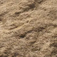 کاه گندم|عمده‌فروشی|قیدار, |دیوار