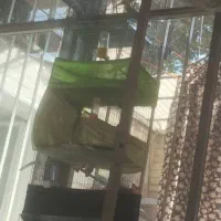 تعداد قناری ماده اماده و نر اماده|پرنده|ری, سیزده آبان|دیوار