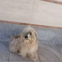 فروش سگ خانگی