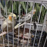 عروس هلندی جفت با قفس