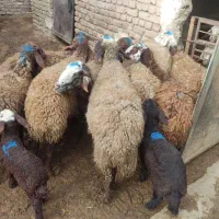 11 عدد میش و بره