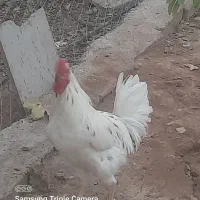 خروس گلین|حیوانات مزرعه|پاکدشت, پاکدشت (مامازند)|دیوار