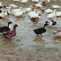 فروش اردکی محلی ۴ ماهه|حیوانات مزرعه|رودسر, |دیوار