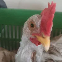 جوجه خروس