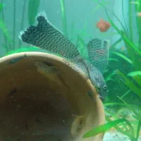 ماهی پلاتی لجن خار  میگوردچری حلزون کلیر