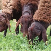 ۷جفت میش و بره زیر قیمت